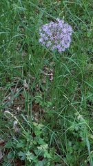 Allium macleanii