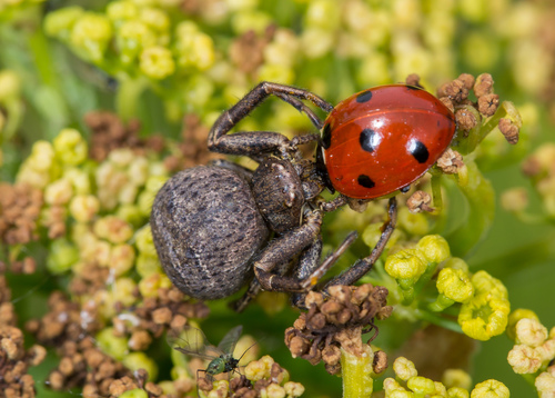 Xysticus acerbus · iNaturalist United Kingdom