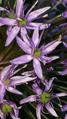 Allium macleanii