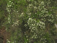 Ozothamnus ferrugineus