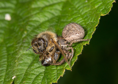 Xysticus acerbus