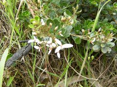 Olearia myrsinoides