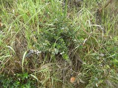 Olearia myrsinoides