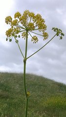 Pastinaca clausii