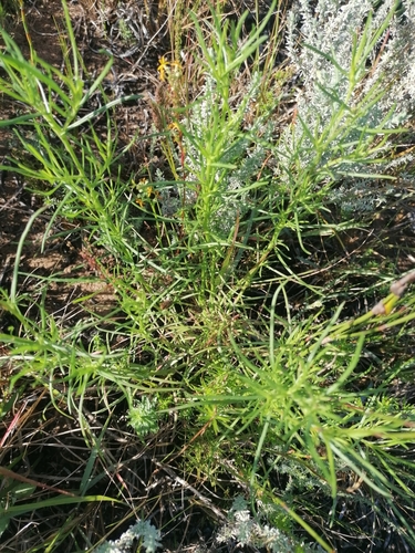 Image of Senecio burchellii by (c) Martjie Fia Fourie, some rights reserved (CC BY)
