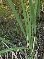 Typha latifolia
