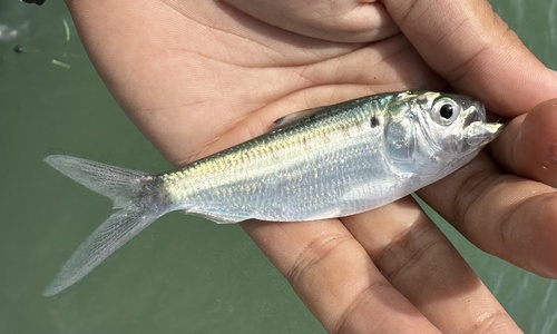 Five spot herring (Hilsa kelee) — Clupeidae — 4