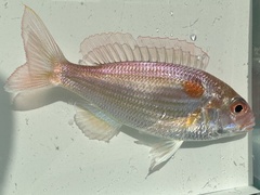 Japanese Threadfin Bream photo 2