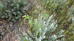Pastinaca clausii