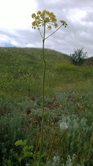 Pastinaca clausii