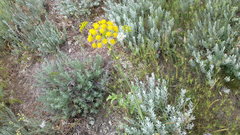 Pastinaca clausii