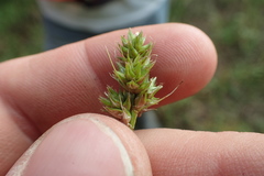 Carex cephalophora