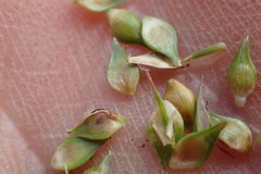 Carex cephalophora