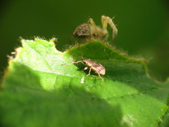 Pseudomyllocerus neapolitanus
