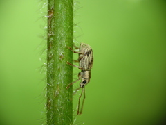 Pseudomyllocerus neapolitanus