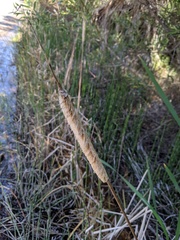 Typha latifolia