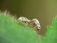 Pseudomyllocerus neapolitanus
