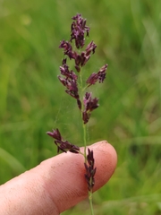 Purple Moor Grass (Molinia caerulea)