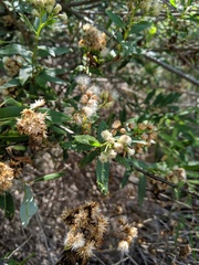 Baccharis salicifolia