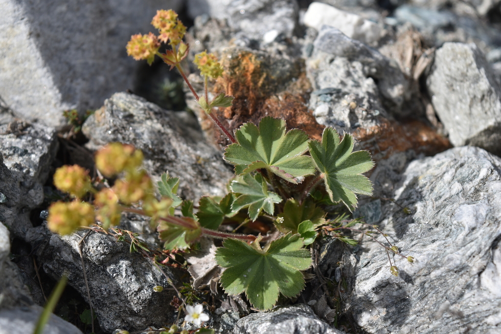 Lady's mantle