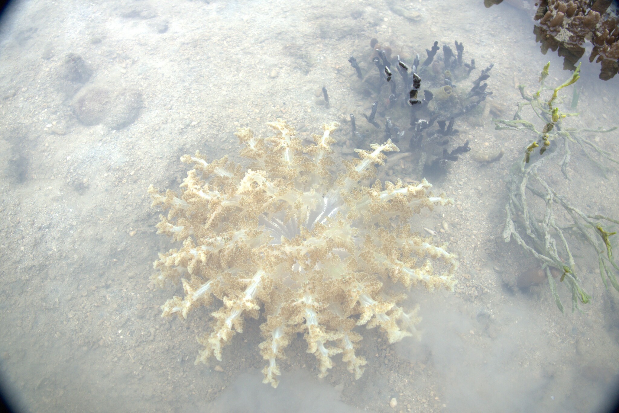 Actinodendron arboreum (Quoy & Gaimard, 1833)