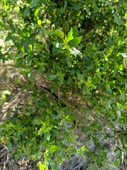 Baccharis pilularis