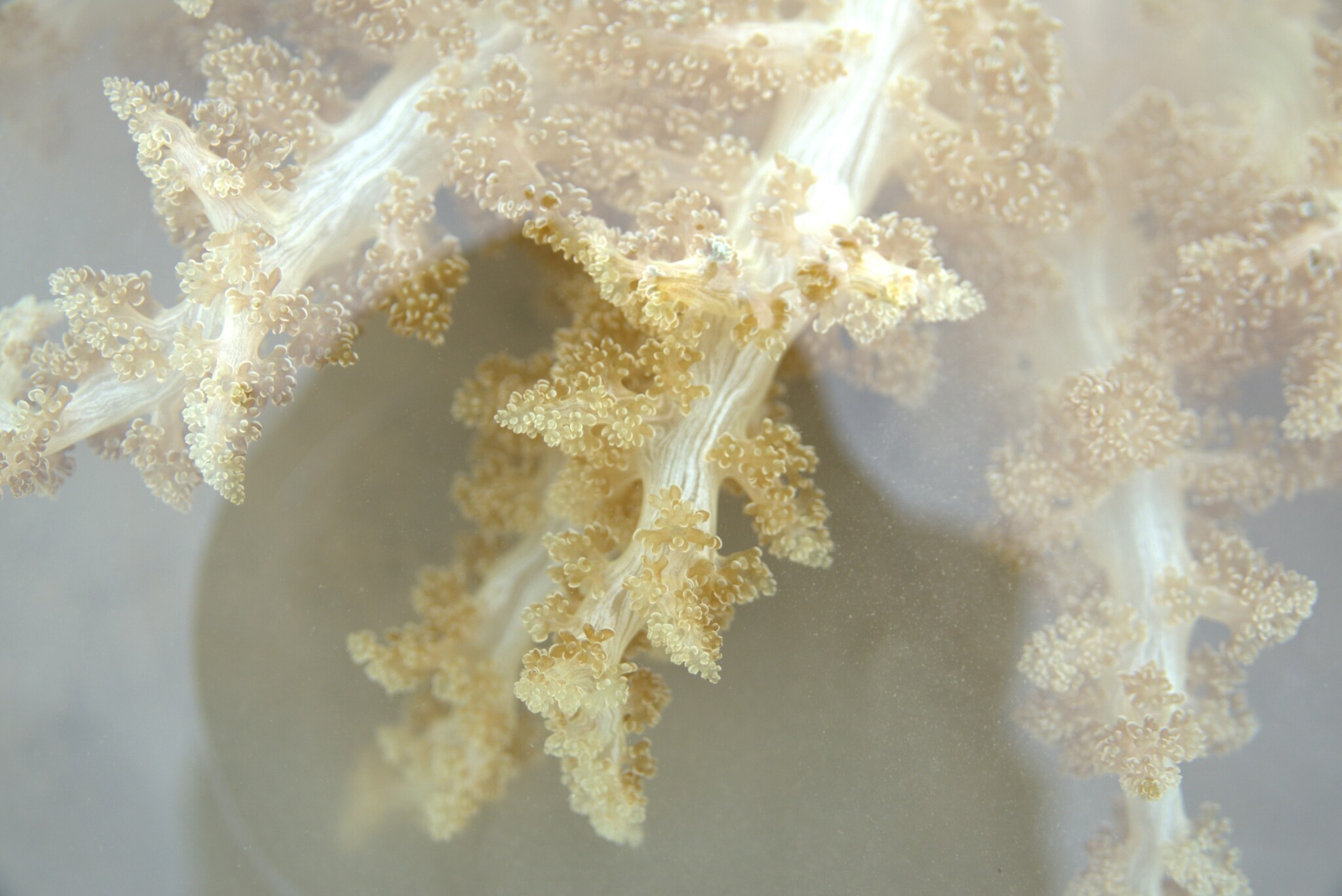 Actinodendron arboreum (Quoy & Gaimard, 1833)