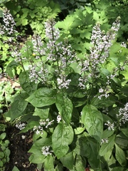 Iodanthus pinnatifidus