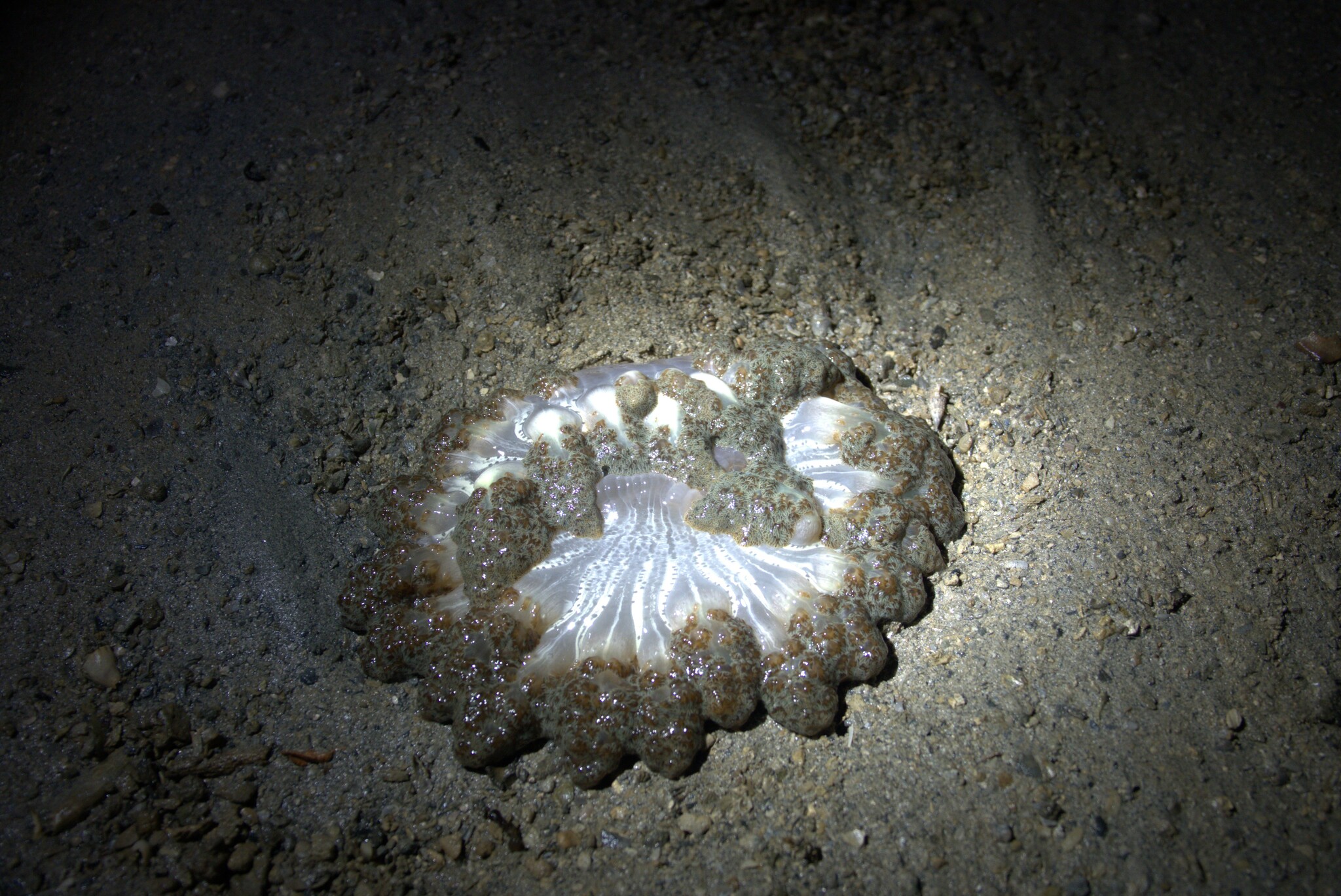 Actinodendron arboreum (Quoy & Gaimard, 1833)