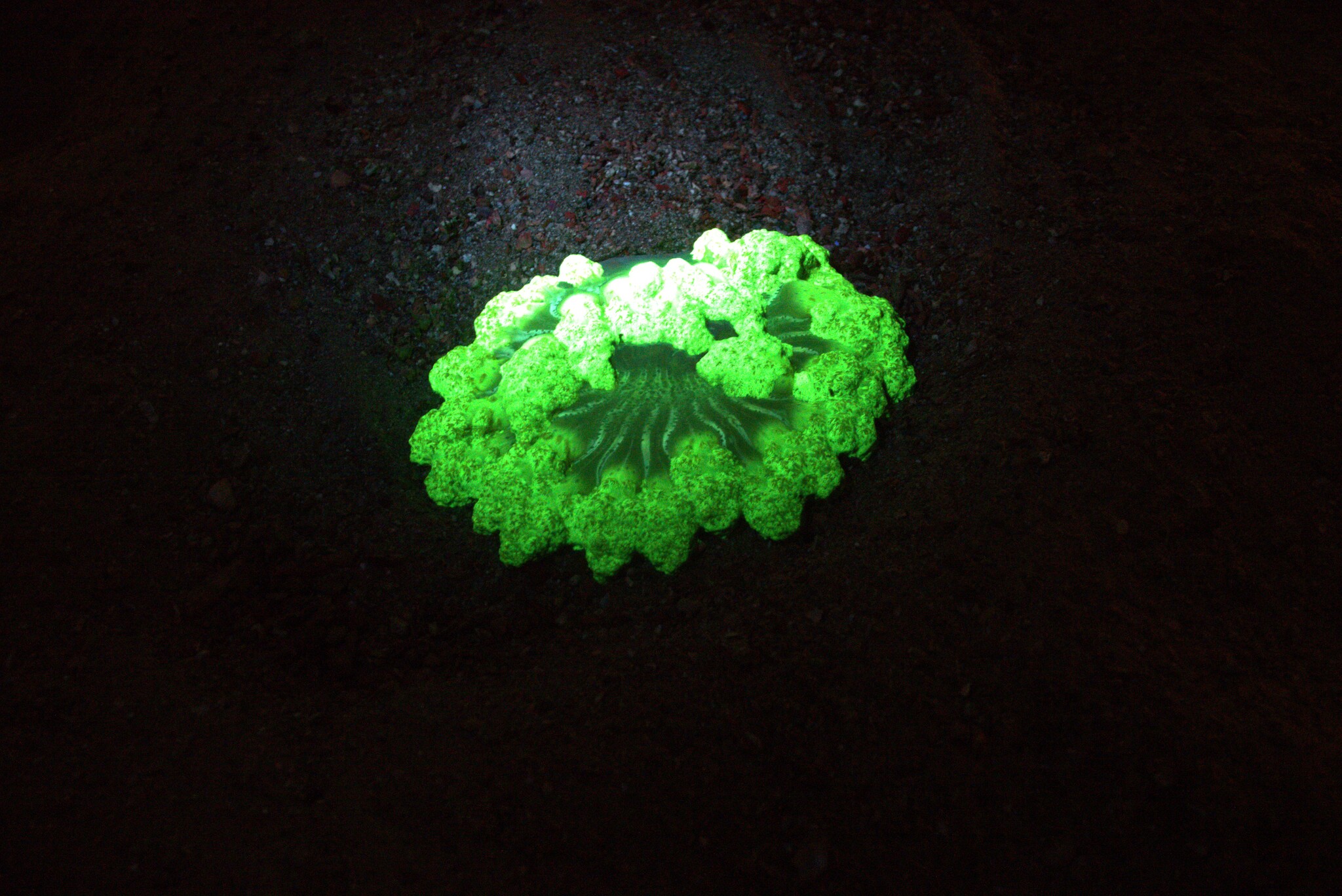 Actinodendron arboreum (Quoy & Gaimard, 1833)