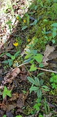 Hieracium venosum