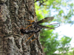 Megarhyssa atrata