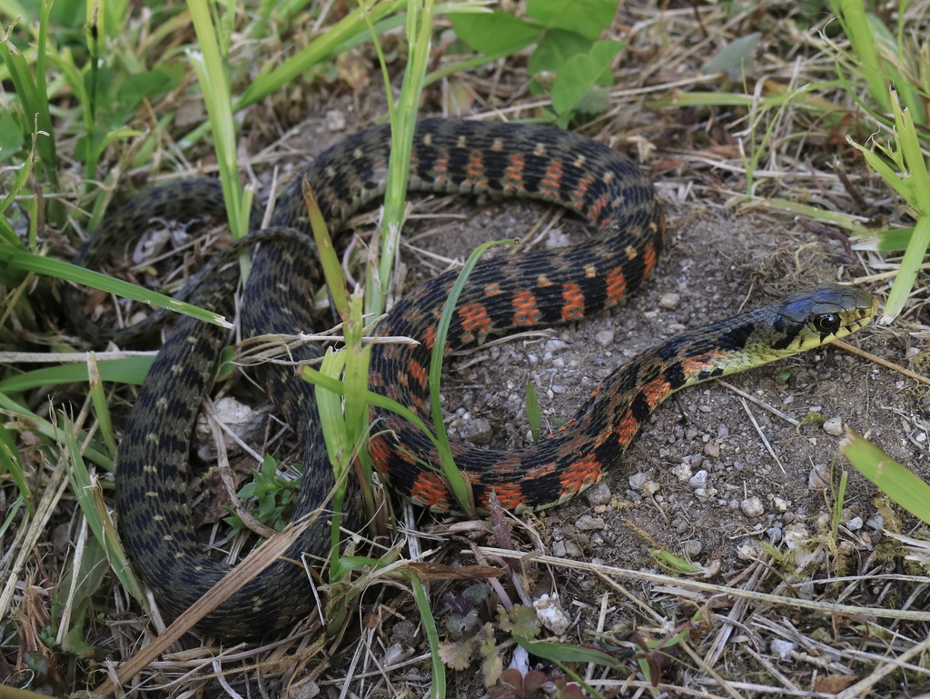 Tiger Keelback
