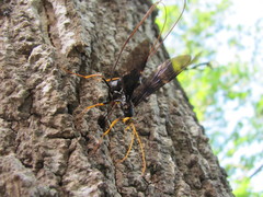 Megarhyssa atrata