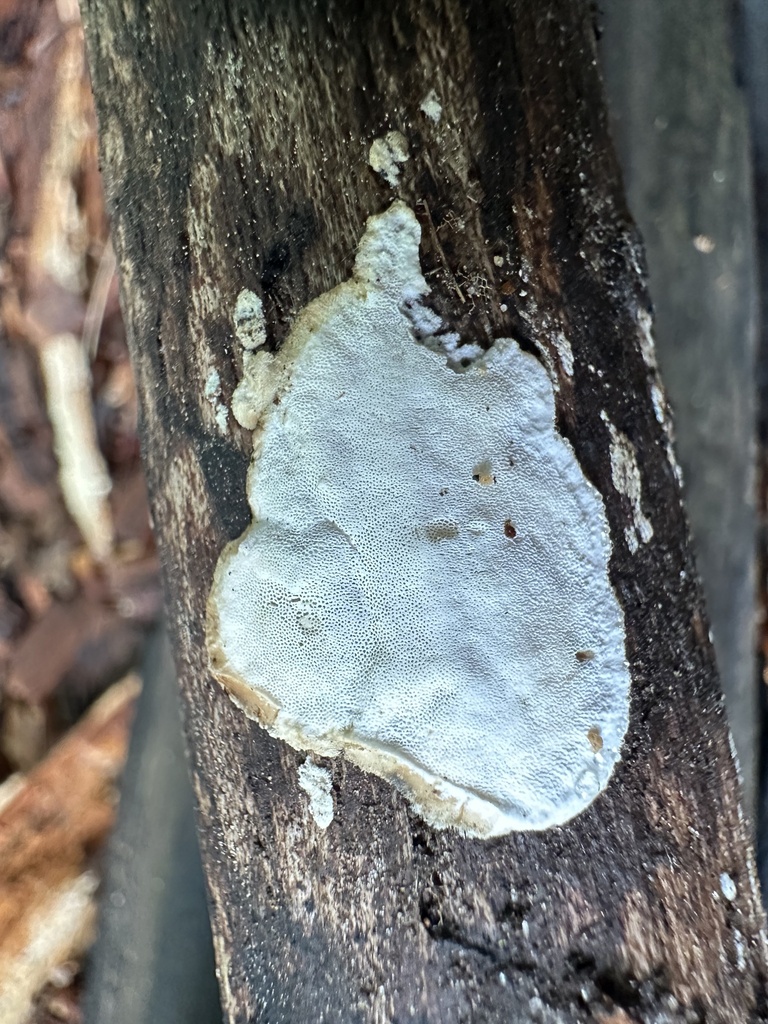 Skeletocutis nivea