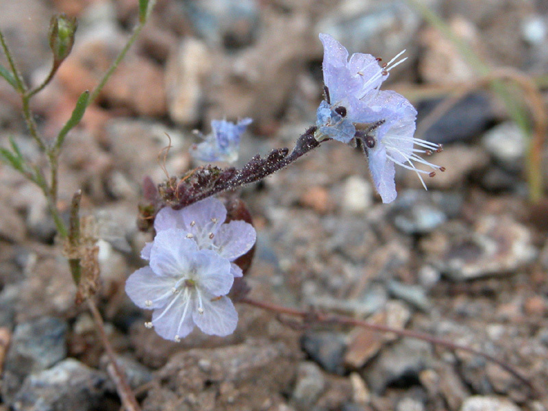 Phacelia pringlei