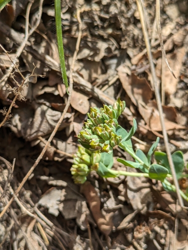 Image of Telephium imperati by (c) Denys Vynokurov, some rights reserved (CC BY)