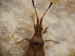 Spathocera lobata