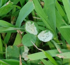 Liriomyza fricki