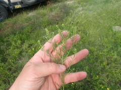 Lepidium austrinum