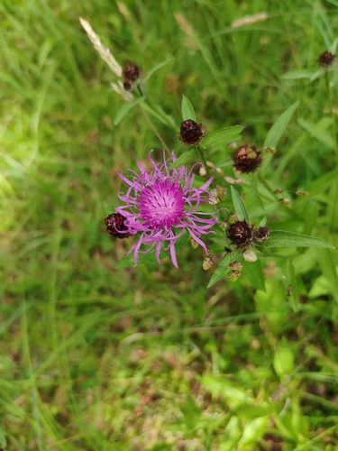 Image of Centaurea macroptilon by (c) Ljaž, some rights reserved (CC BY)