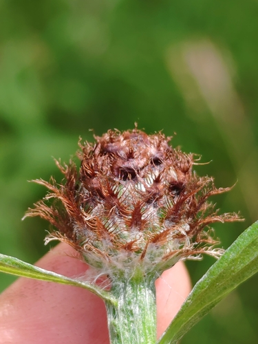 Image of Centaurea macroptilon by (c) Ljaž, some rights reserved (CC BY)