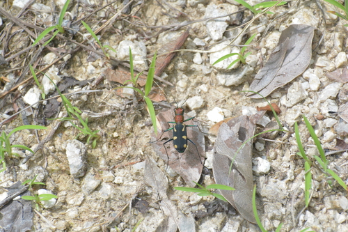 Cicindela cariana