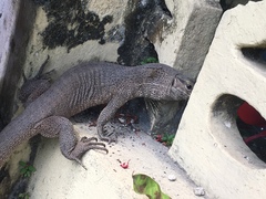Varanus bengalensis
