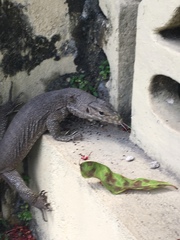 Varanus bengalensis
