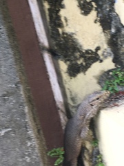 Varanus bengalensis