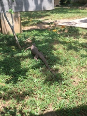 Varanus bengalensis