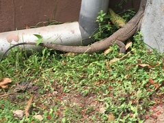 Varanus bengalensis