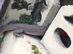 Varanus bengalensis