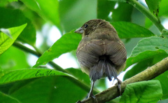 Sporophila